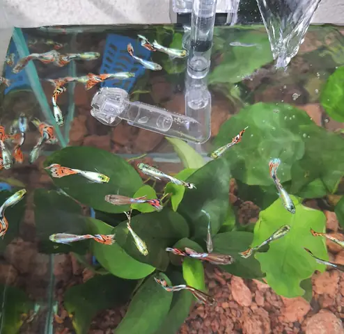 Kinh Nghiệm Dưỡng Cá Mới Mua Từ Hàng Cá Cảnh Để Chúng Không ...