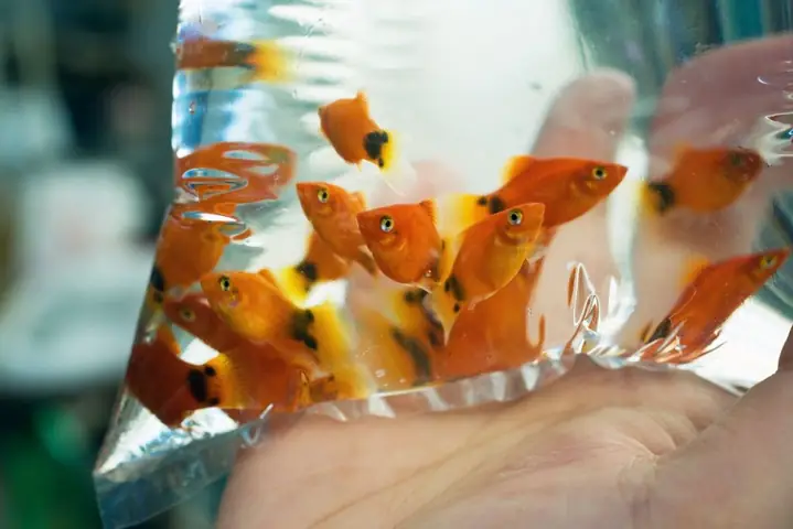 Cá Mới Mua Về Nên Làm Gì? Kinh Nghiệm Hữu Ích Cho Người Mới