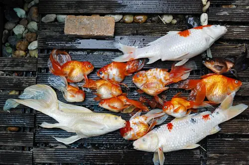 [ckcs - Phòng Trị Bệnh] - Tại Sao Cá Mới Mua Về Chỉ Vài Ngày Sau ...