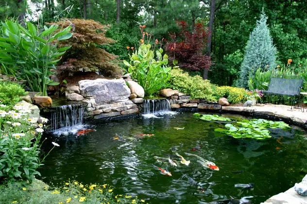 Hồ Cá Ngoài Trời