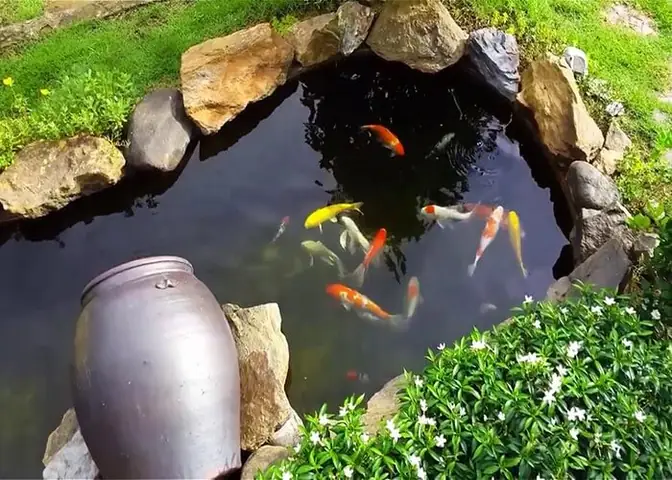 Hồ Cá Ngoài Trời