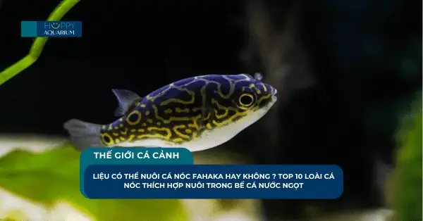 Hướng Dẫn Chi Tiết Chăm Sóc Cá Nóc Fahaka Từ A Đến Z Hướng Dẫn Chi Tiết Chăm Sóc Cá Nóc Fahaka Từ A Đến Z