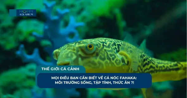 Mọi Điều Bạn Cần Biết Về Cá Nóc Fahaka: Môi Trường Sống, Tập ... Mọi Điều Bạn Cần Biết Về Cá Nóc Fahaka: Môi Trường Sống, Tập ...