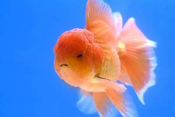 Các Loại Biến Thể Của Cá Oranda