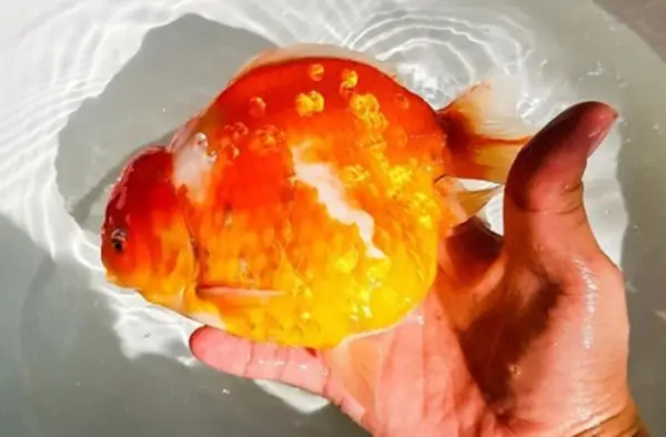 Bệnh Trướng Bụng