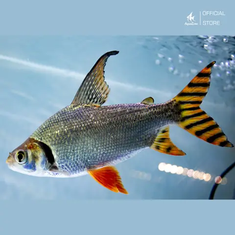 Đặc Điểm Của Cá Cảnh Phi Phụng