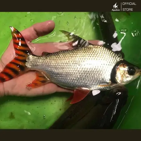 Theo Dõi Sức Khỏe