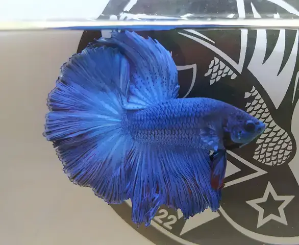 Giới Thiệu Chung Về Cá Phướng Đuôi Dài