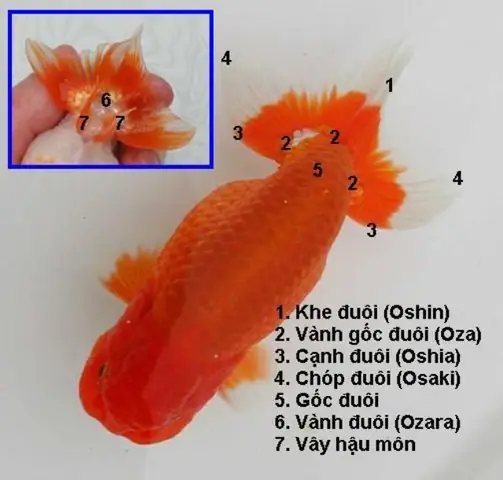 Cách Nuôi Cá Ranchu: Cẩm Nang Toàn Tập Từ A-z Cho Người Mới Bắt Đầu