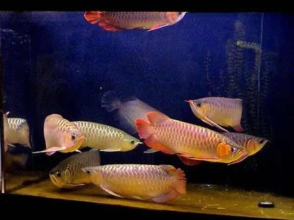 Cách Chọn Giống Cá Rồng Cách Chọn Giống Cá Rồng