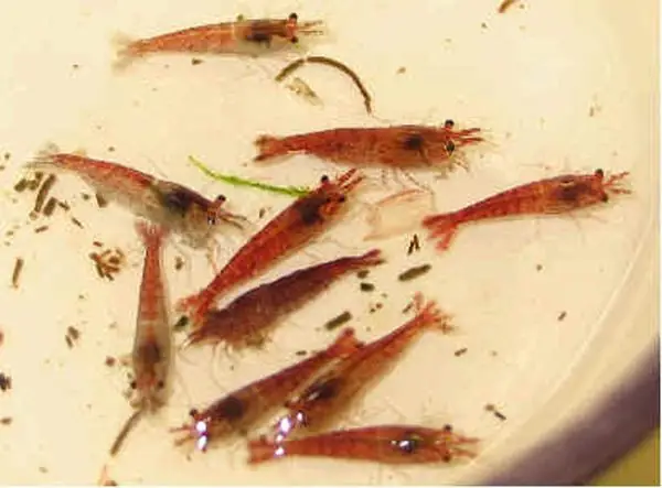 Cho Cá Rồng Ăn Bao Nhiêu Là Đủ Cho Cá Rồng Ăn Bao Nhiêu Là Đủ