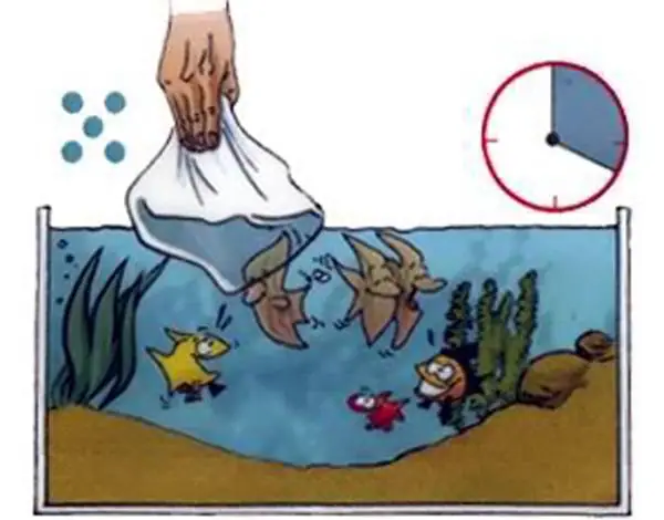 Cách Thả Cá Rồng Mới Mua Vào Bể Cách Thả Cá Rồng Mới Mua Vào Bể