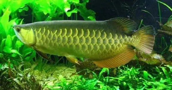 Nhiệt Độ Nước Nuôi Cá Rồng Nhiệt Độ Nước Nuôi Cá Rồng