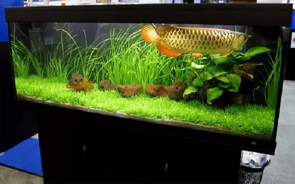 Thiết Kế Hồ Nuôi Cá Rồng Thiết Kế Hồ Nuôi Cá Rồng