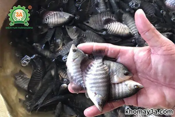 Cách Nuôi Cá Tai Tượng Con: Hướng Dẫn Chi Tiết Từ A Đến Z