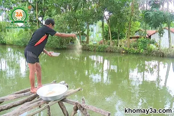 Nuôi Cá Tai Tượng Cho Ăn Gì?