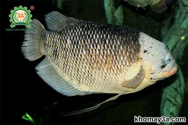 Mô Hình Nuôi Cá Tai Tượng Hiệu Quả Cao