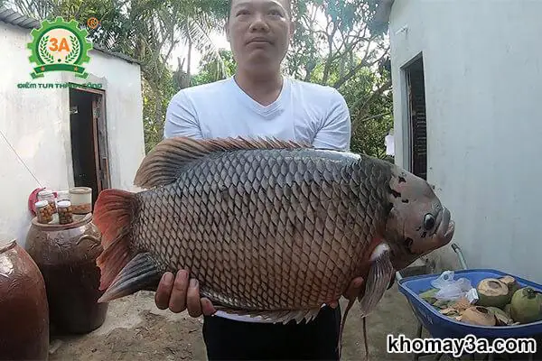 Cách Nuôi Cá Tai Tượng Mau Lớn