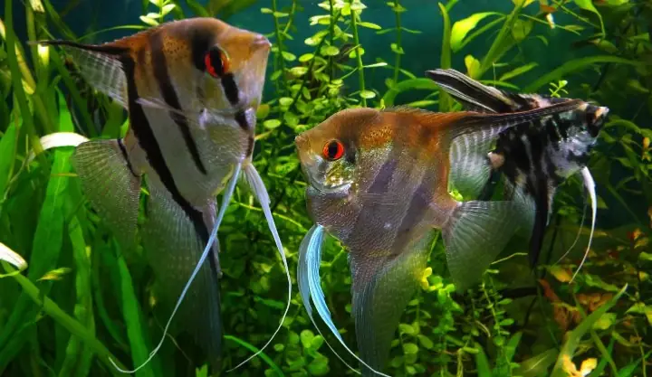 Cách Nuôi Và Chăm Sóc Cá Thần Tiên Ai Cập