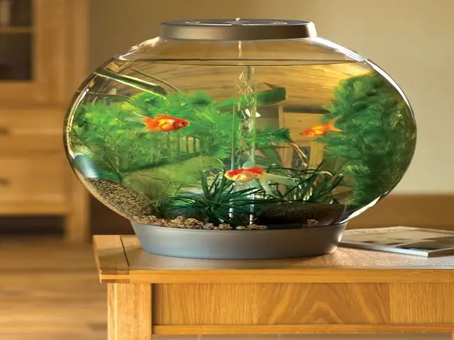 Ưu Điểm Của Hình Thức Nuôi Cá Trong Bình Thủy Tinh