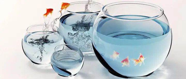 Hướng Dẫn Cách Nuôi Cá Trong Bình Thủy Tinh Nhỏ