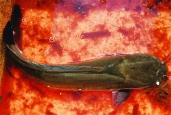 Thức Ăn Cho Cá Trê – Tạp Chí Thủy Sản Việt Nam