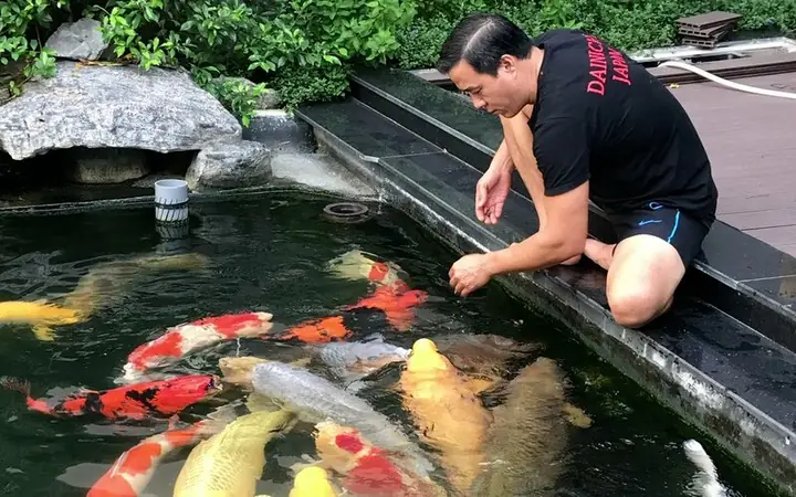 1nguyên Nhân Khiến Cá Không Khỏe Mạnh Và Nhanh Chết