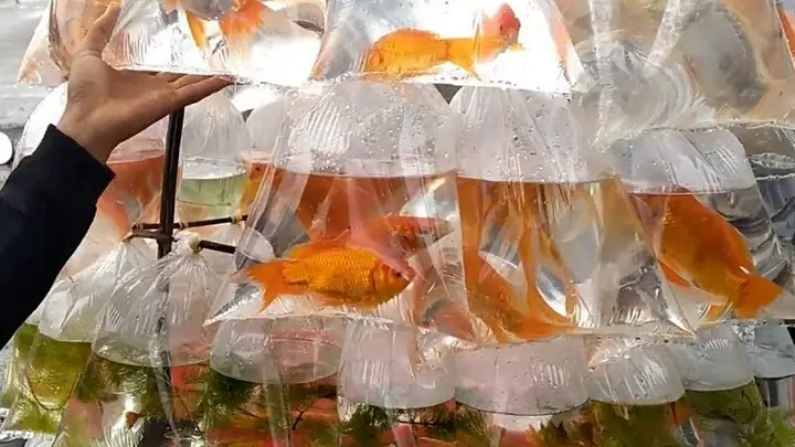 1nguyên Nhân Khiến Cá Không Khỏe Mạnh Và Nhanh Chết