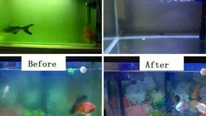 2cách Chăm Sóc Cá Cảnh Trong Bể Để Cá Khỏe Mạnh