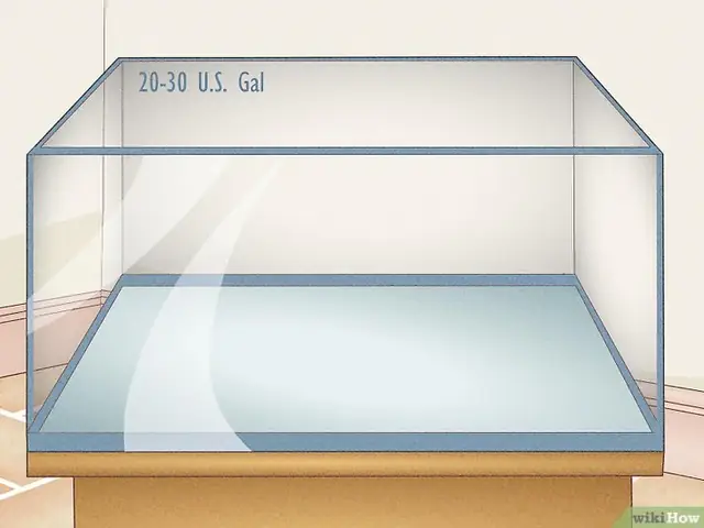 Bước 1: Để Nuôi Cá Vàng, Bạn Cần Chuẩn Bị Một Bể Có Dung Tích Phù Hợp Với Số Lượng Và Kích Thước Của Cá.