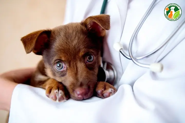 Chăm Sóc Sức Khỏe Cho Chó Con Chăm Sóc Sức Khỏe Cho Chó Con