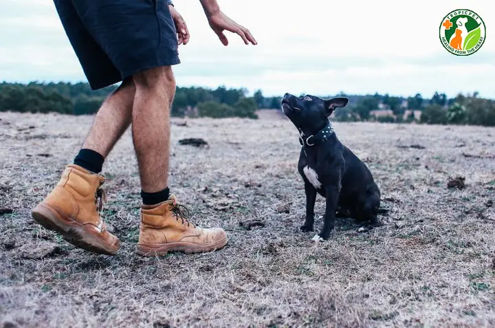 Dạy Cho Chó Con Những Thói Quen Tốt Dạy Cho Chó Con Những Thói Quen Tốt