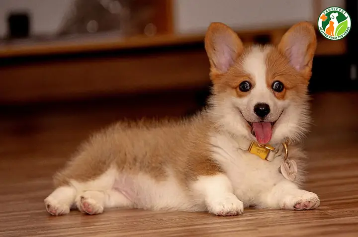 Đặt Tên Và Tạo Dựng Mối Quan Hệ Gần Gũi Với Thú Cưng Đặt Tên Và Tạo Dựng Mối Quan Hệ Gần Gũi Với Thú Cưng