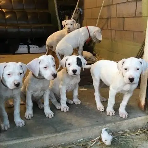 Thông Tin Tóm Tắt