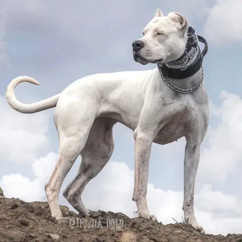 Dogo Argentino: Tính Cách Và Hành Vi Nổi Bật Dogo Argentino: Tính Cách Và Hành Vi Nổi Bật
