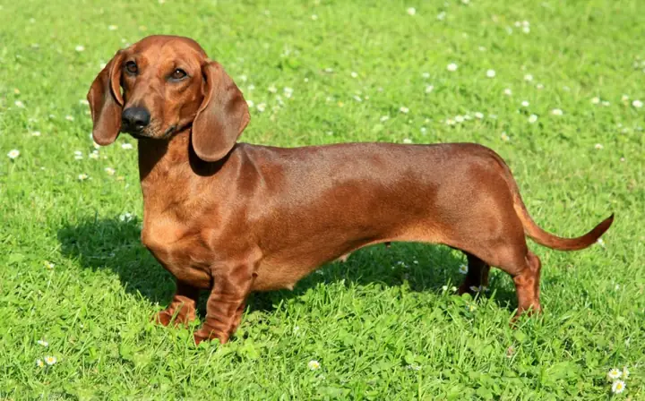 Chế Độ Dinh Dưỡng Cho Chó Lạp Xưởng Chế Độ Dinh Dưỡng Cho Chó Lạp Xưởng