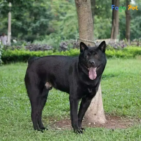 Những Điều Cần Biết Về Chó Mông Cộc