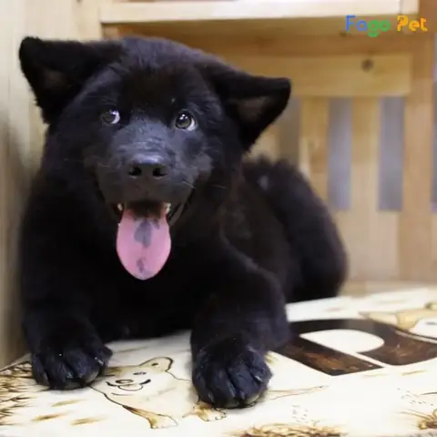 Cách Huấn Luyện Chó H Mông Cộc Cơ Bản