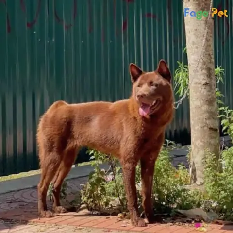 Cách Huấn Luyện Chó H Mông Cộc Nâng Cao