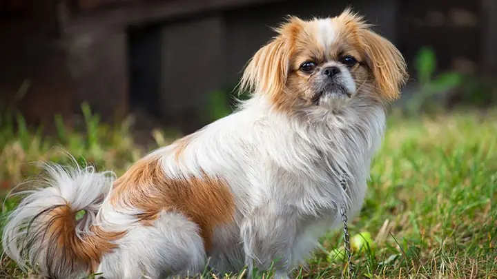 1chó Nhật Là Chó Gì? 1chó Nhật Là Chó Gì?