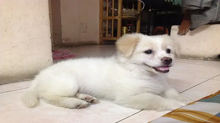 2cách Cho Chó Nhật Ăn 2cách Cho Chó Nhật Ăn