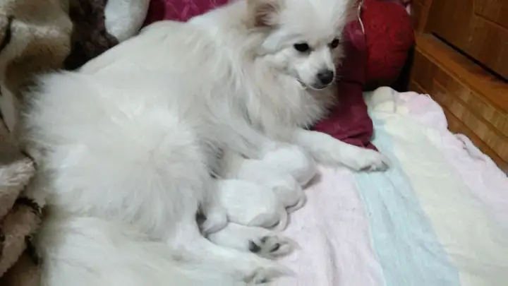 Phoc Soc Sinh San Phoc Soc Sinh San