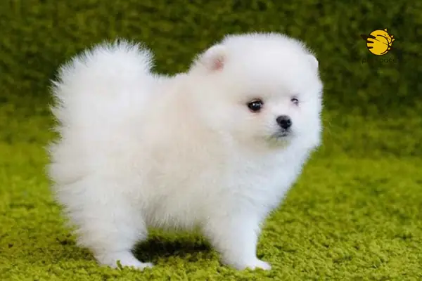 Chó Phốc Sóc Được Đánh Giá Là Một Trong Những Loài Chó Chăm Sóc Tương Đối Khó Và Khá Cầu Kỳ. Với Thân Hình Nhỏ Và Hệ Đề Kháng Nhạy Cảm, Khi Mang Thai Chó Phốc Sóc Dễ Xảy Ra Biến Chứng. Bởi Vậy Chủ Nhân Cần Có Các Kiến Thức Cơ Bản Về Thời Kỳ Sinh Sản Của Chúng Để Có Kế Hoạch Chăm Sóc Đúng Cách Và Hiệu Quả Nhé. Chó Phốc Sóc Được Đánh Giá Là Một Trong Những Loài Chó Chăm Sóc Tương Đối Khó Và Khá Cầu Kỳ. Với Thân Hình Nhỏ Và Hệ Đề Kháng Nhạy Cảm, Khi Mang Thai Chó Phốc Sóc Dễ Xảy Ra Biến Chứng. Bởi Vậy Chủ Nhân Cần Có Các Kiến Thức Cơ Bản Về Thời Kỳ Sinh Sản Của Chúng Để Có Kế Hoạch Chăm Sóc Đúng Cách Và Hiệu Quả Nhé.