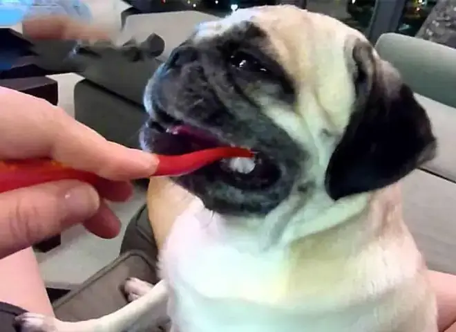 Duy Trì Sức Khỏe Răng Miệng Cho Pug Duy Trì Sức Khỏe Răng Miệng Cho Pug