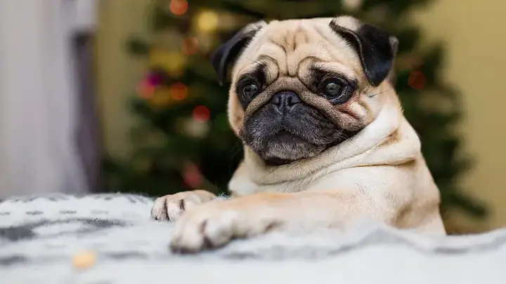 Nhiễm Trùng Tai Nhiễm Trùng Tai