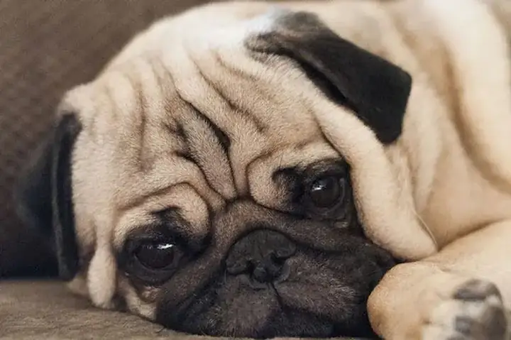 Vì Sao Chó Pug Lại Phát Sinh Mùi Hôi Vì Sao Chó Pug Lại Phát Sinh Mùi Hôi