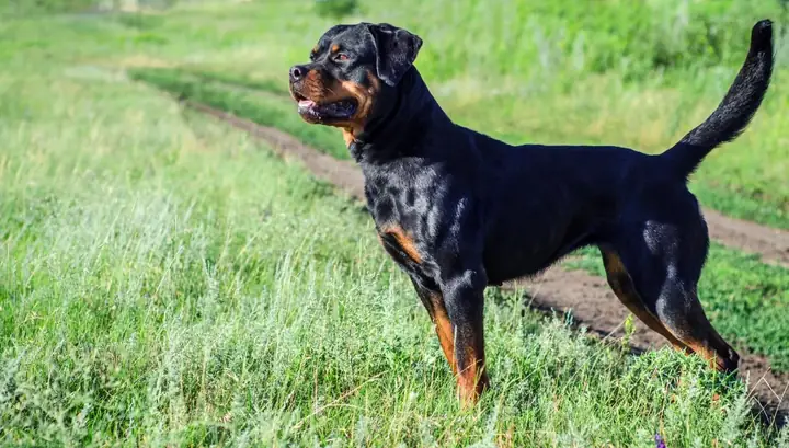 Phòng Bệnh Chó Rottweiler