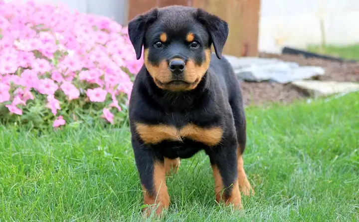 Môi Trường Sống Lý Tưởng Của Chó Rottweiler