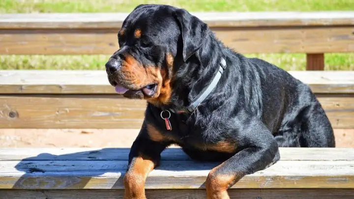 Dạy Chó Rottweiler Có Dễ Không?