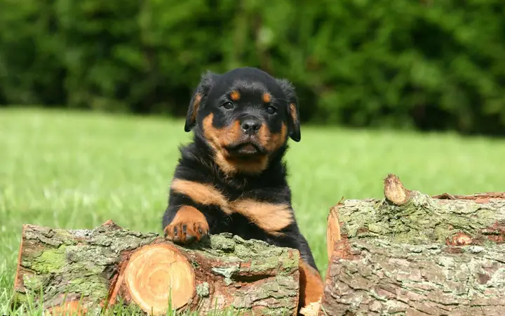 Bảng Giá Chó Rottweiler Thuần Chủng Tại Việt Nam, Mua Bán Chó Rottweiler Ở Đâu - Siêu Pet